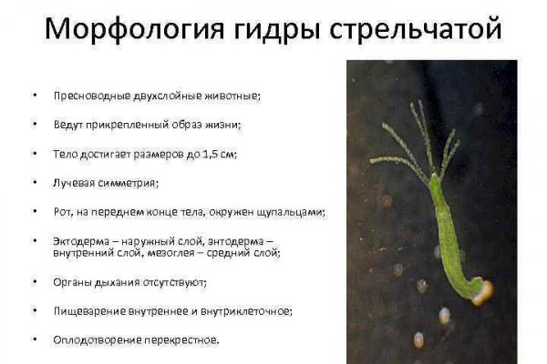 Ссылка кракен сегодня